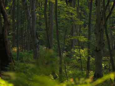 Лес Сабадури Лес Сабадури