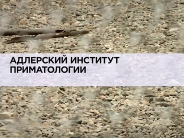 Адлерский институт приматологии