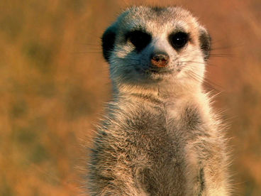 Знакомимся с сурикатами Знакомимся с сурикатами