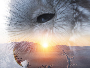 Горная симфония