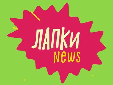 Лапки-News