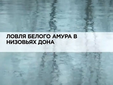 Ловля белого амура в низовьях Дона Ловля белого амура в низовьях Дона
