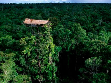 Дом вождя короваи в Западном Папуа Дом вождя короваи в Западном Папуа