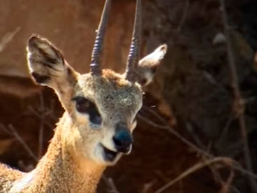 Антилопы Южной Африки Антилопы Южной Африки