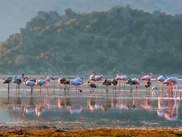 Фламинго на озере Бафа Фламинго на озере Бафа
