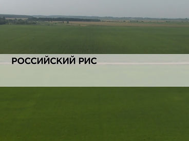 Российский рис Российский рис