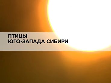 Птицы Юго-Запада Сибири Птицы Юго-Запада Сибири