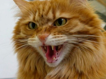 Перевод с кошачьего Перевод с кошачьего