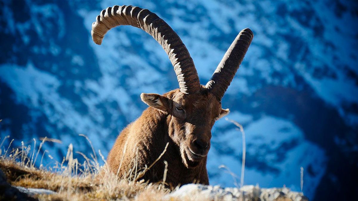 Козерог - властелин гор