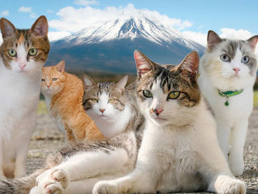 Кошки Японии