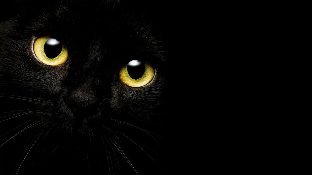 Я - кот