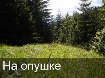 На опушке На опушке