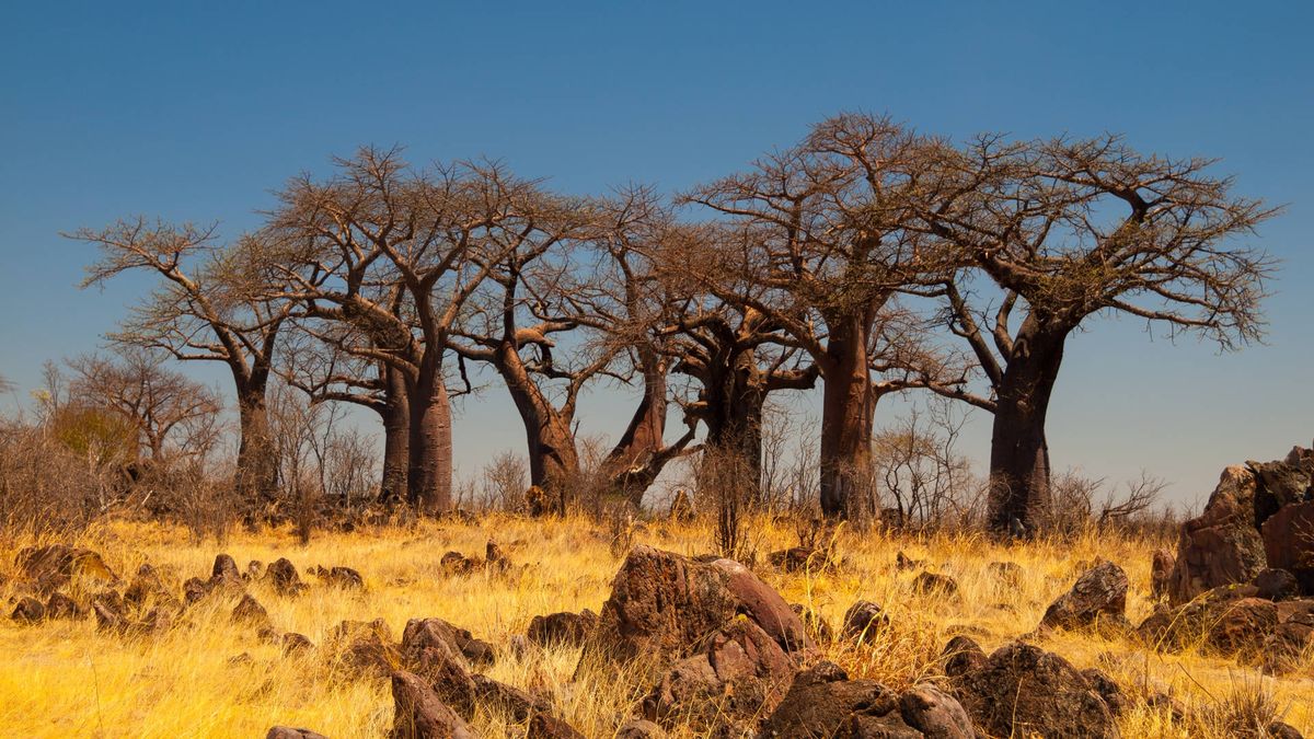 Такая разная Ботсвана