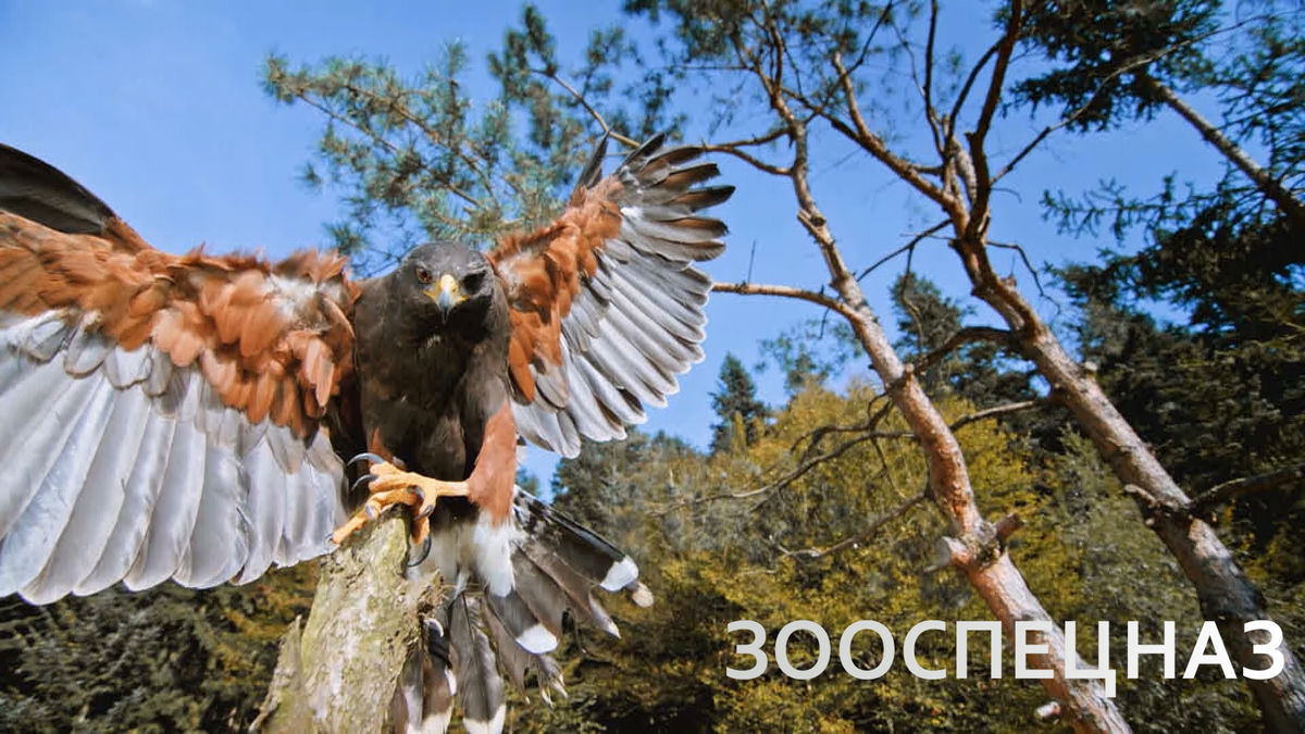 Особое снаряжение