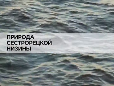 Природа Cестрорецкой низины