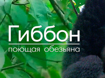 Гиббон - поющая обезьяна Гиббон - поющая обезьяна