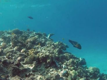 Подводный мир Подводный мир