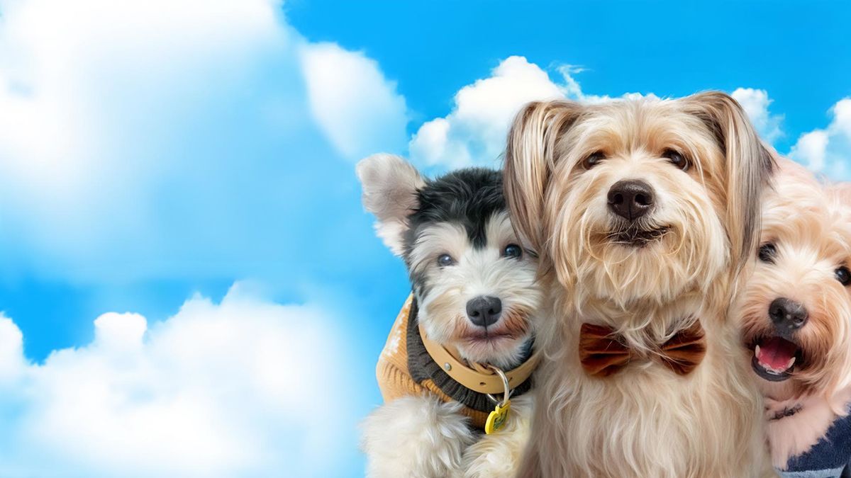 Любовь и пёсики