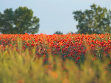 Природа Природа