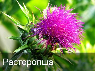 Расторопша Расторопша