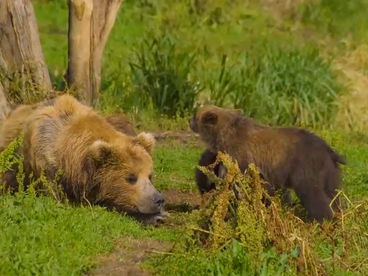 Камчатские медведи