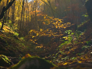 Нацпарк Стара-Планина Сербия