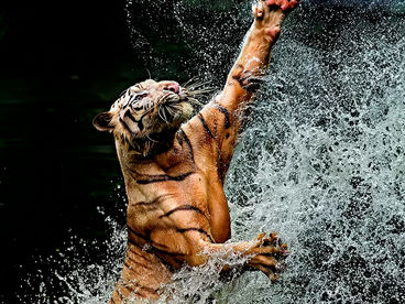 Хищные инстинкты