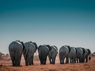 Миграции: стада в движении Миграции: стада в движении