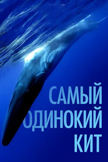 Самый одинокий кит
