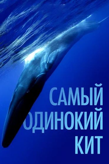 Самый одинокий кит