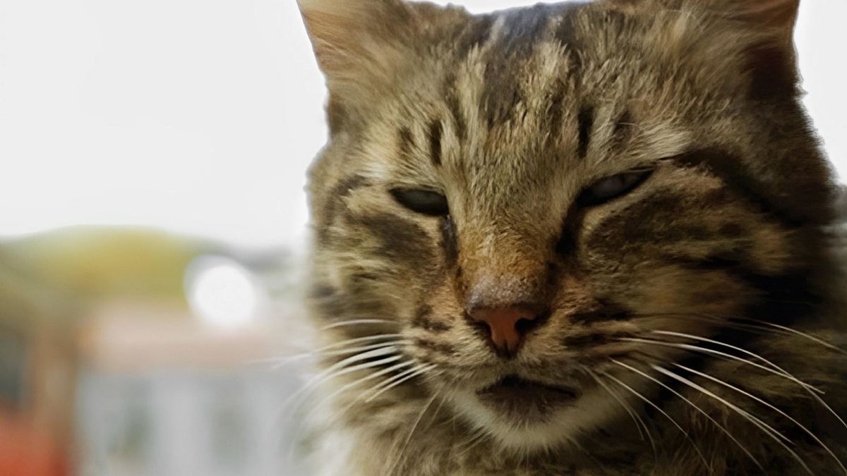 Город кошек