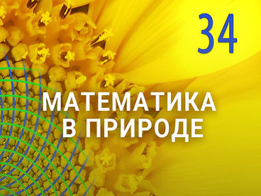Математика в природе Математика в природе