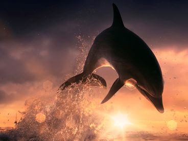 Мир дикой природы Мир дикой природы