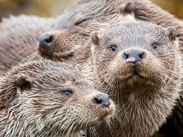 Шетландские выдры. Удивительная история одной семьи Шетландские выдры. Удивительная история одной семьи