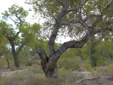 Реликтовая туранговая роща Реликтовая туранговая роща