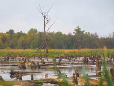 Осень на болоте Осень на болоте