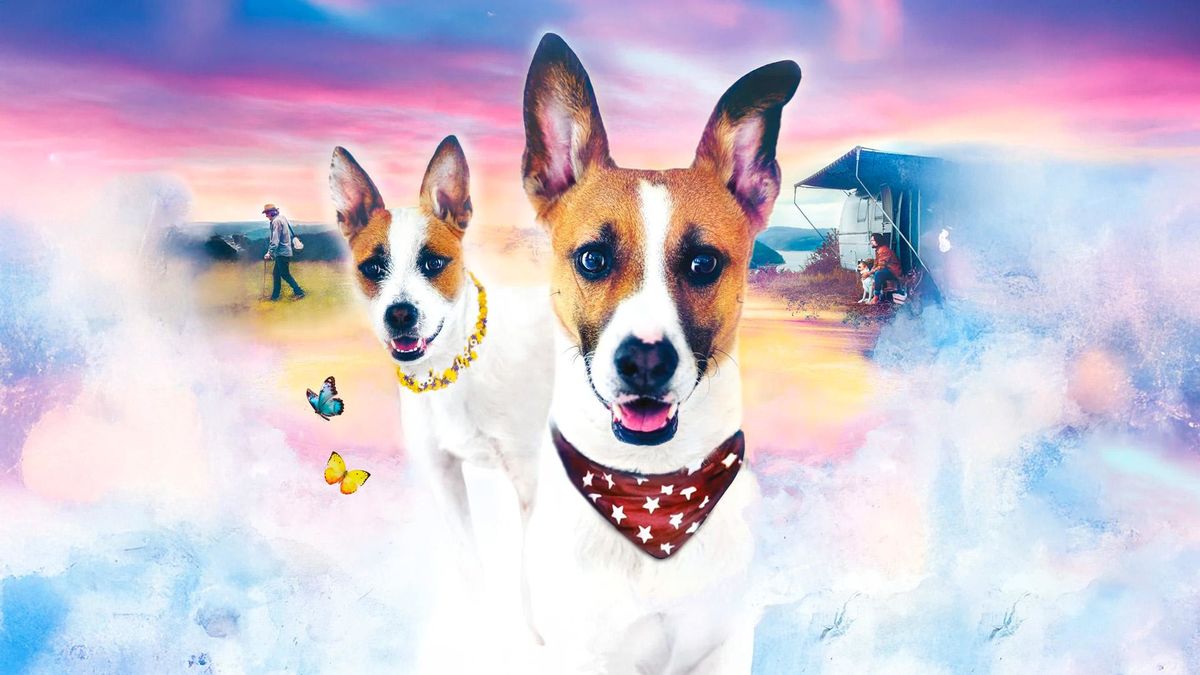 Гампи. Собачья жизнь