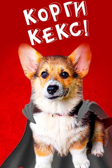 Корги Кекс