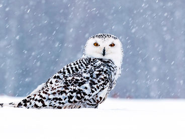 Озёрная симфония Озёрная симфония