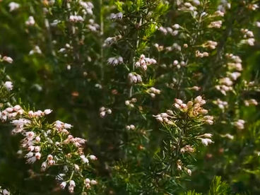 Эрика. Черногория