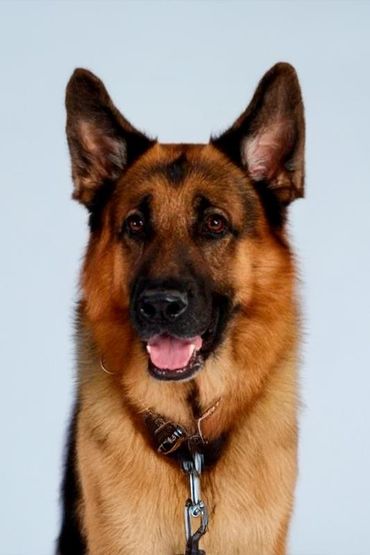 Дизель Бургимвальд фон