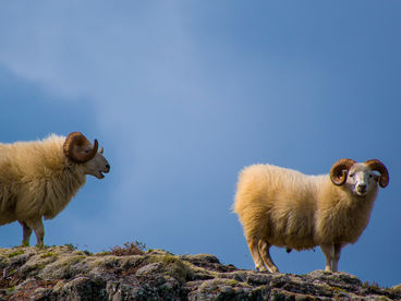 Заповедники РФ Заповедники РФ