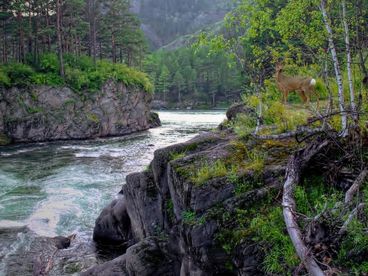 Река Чемал Река Чемал