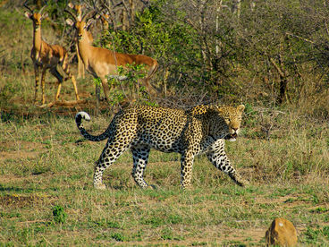 Путешествие в Масеке Путешествие в Масеке