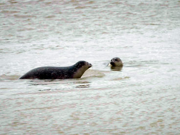 Нормандские тюлени Нормандские тюлени