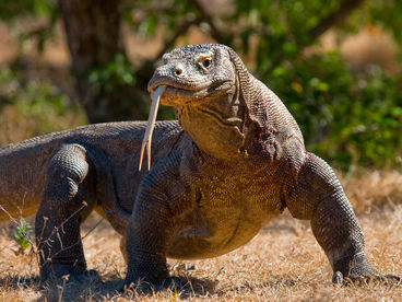 Водный мир Комодо Водный мир Комодо