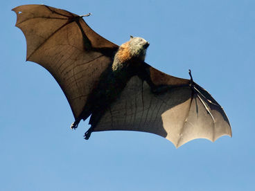 Люди и летучие мыши