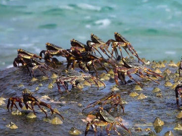 Симиланские острова Симиланские острова