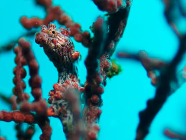 Странные создания океанов Странные создания океанов