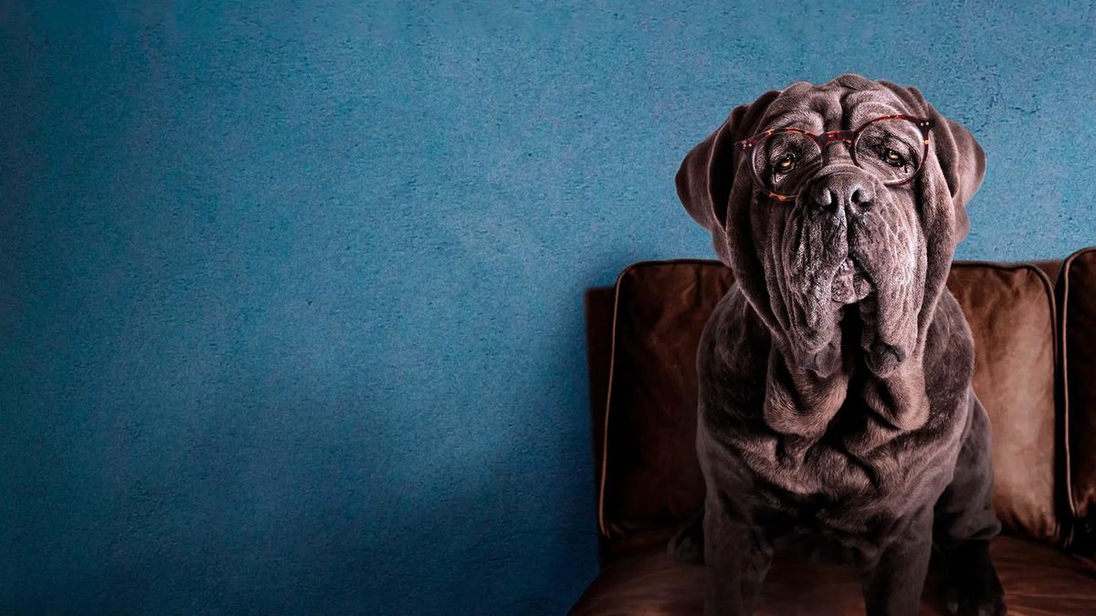 Моя собака идиот